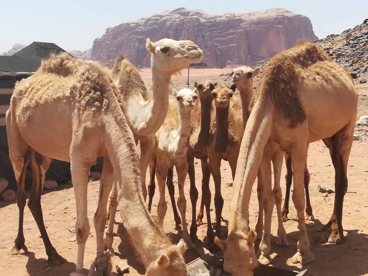 Climbers House In Wadi Rum Extérieur photo